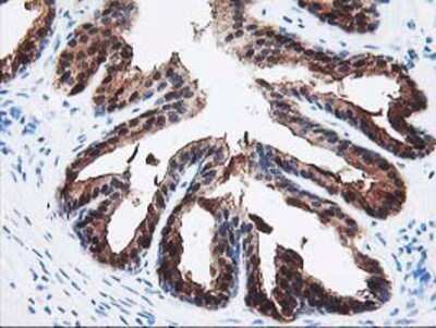 Immunohistochemistry-Paraffin: SEC14L2 Antibody (OTI4H2) [NBP2-01346]