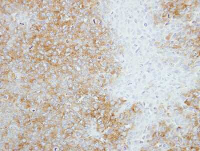 Immunohistochemistry-Paraffin: SEC14L2 Antibody [NBP2-15112]