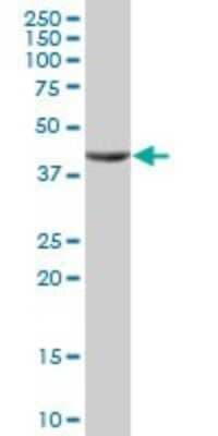 Western Blot: SEC14L2 Antibody [H00023541-B01P]