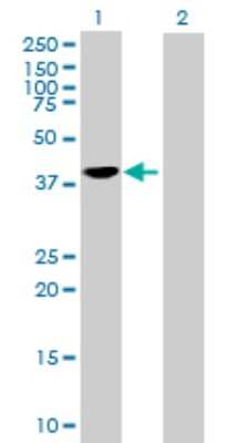 Western Blot: SEC14L2 Antibody [H00023541-B01P]
