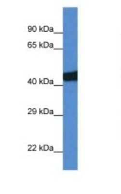 Western Blot: SEC14L3 Antibody [NBP1-74169]