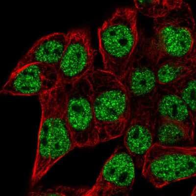 Immunocytochemistry/ Immunofluorescence: SEC14L6 Antibody [NBP2-55968]