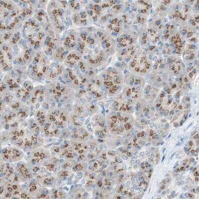 Immunohistochemistry-Paraffin: SEC16A Antibody [NBP1-83016]