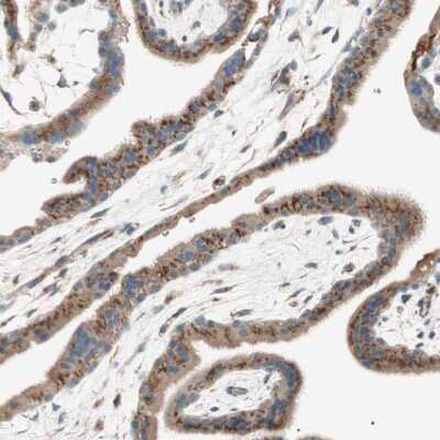 Immunohistochemistry-Paraffin: SEC16A Antibody [NBP1-83016]