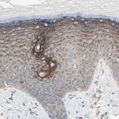 Immunohistochemistry-Paraffin: SEC16A Antibody [NBP1-83016]