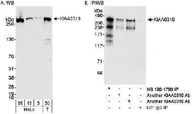 Western Blot: SEC16A Antibody [NB100-1799]