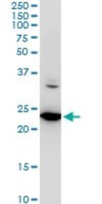 Western Blot: SEC22B Antibody (5A10) [H00009554-M03]