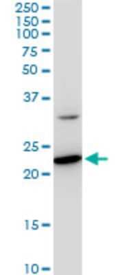 Western Blot: SEC22B Antibody (5A10) [H00009554-M03]