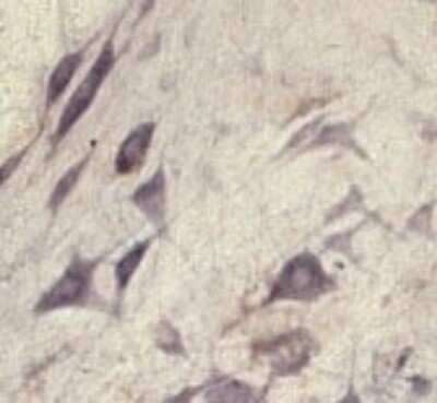 Immunohistochemistry: SEC22B Antibody - Azide and BSA Free [NB100-91277]