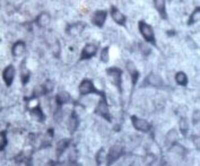 Immunohistochemistry: SEC22B Antibody - Azide and BSA Free [NB100-91277]