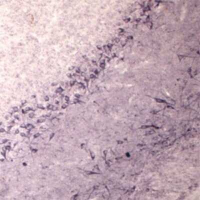 Immunohistochemistry: SEC22B Antibody - Azide and BSA Free [NB100-91277]