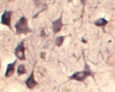 Immunohistochemistry: SEC22B Antibody - Azide and BSA Free [NB100-91277]