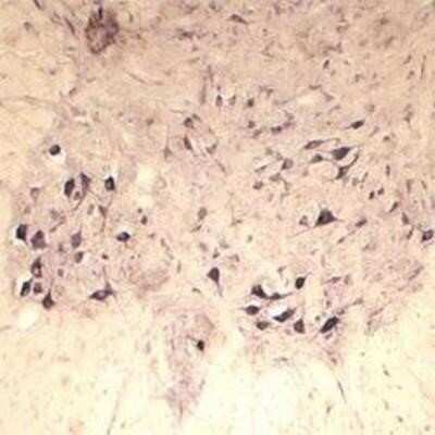 Immunohistochemistry: SEC22B Antibody - Azide and BSA Free [NB100-91277]