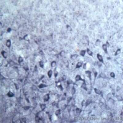 Immunohistochemistry: SEC22B Antibody - Azide and BSA Free [NB100-91277]