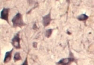 Immunohistochemistry: SEC22B Antibody - Azide and BSA Free [NB100-91277]