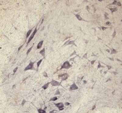 Immunohistochemistry-Paraffin: SEC22B Antibody - Azide and BSA Free [NB100-91277]