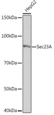 Western Blot: SEC23A Antibody (1D4R7) [NBP3-16667]