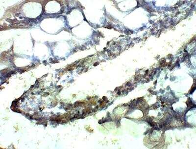 Immunohistochemistry-Paraffin: SEC23A Antibody [NBP3-12340]