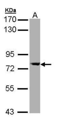 Western Blot: SEC23A Antibody [NBP1-32773]