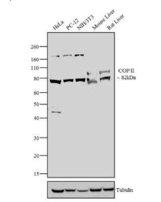 Western Blot: SEC23A Antibody [NBP2-34842]