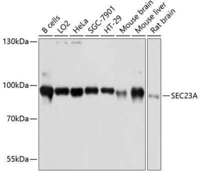 Western Blot: SEC23A AntibodyAzide and BSA Free [NBP2-93773]