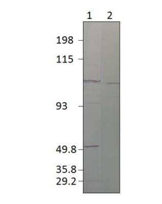 Western Blot: SEC23A Antibody [NBP3-12340]