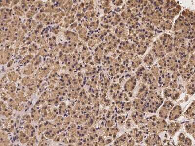 Immunohistochemistry-Paraffin: SEC23B Antibody [NBP2-97302]