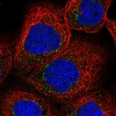 Immunocytochemistry/ Immunofluorescence: SEC23IP Antibody [NBP1-82456]