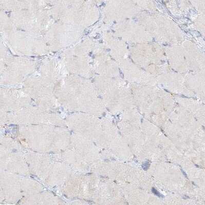 Immunohistochemistry-Paraffin: SEC23IP Antibody [NBP1-82456]