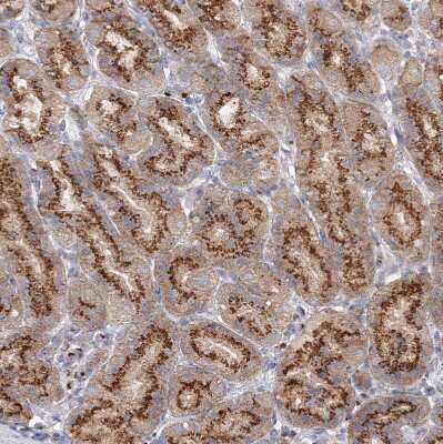 Immunohistochemistry-Paraffin: SEC23IP Antibody [NBP1-82456]