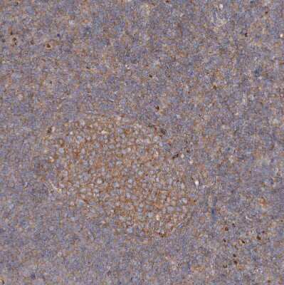 Immunohistochemistry-Paraffin: SEC23IP Antibody [NBP1-82456]