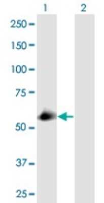 Western Blot: SEC23IP Antibody [H00011196-B01P]