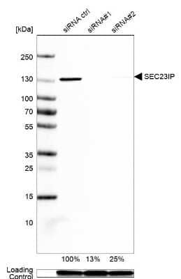 Western Blot: SEC23IP Antibody [NBP1-82456]