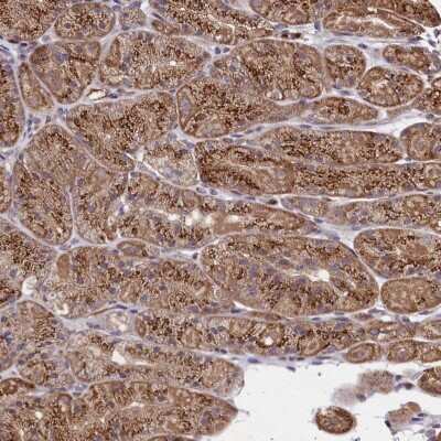 Immunohistochemistry-Paraffin: SEC24C Antibody [NBP1-81550]
