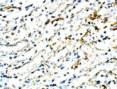 Immunohistochemistry-Paraffin: SEC24C Antibody [NBP3-12341]