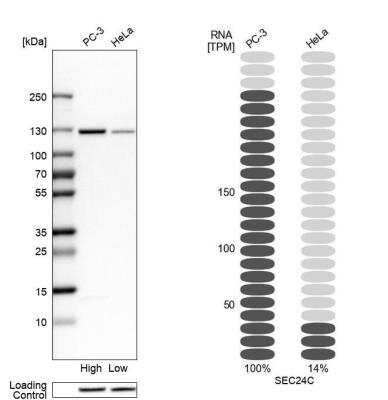 Western Blot: SEC24C Antibody [NBP1-81550]