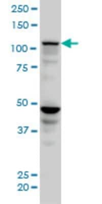 Western Blot: SEC24D Antibody (1A8) [H00009871-M04]