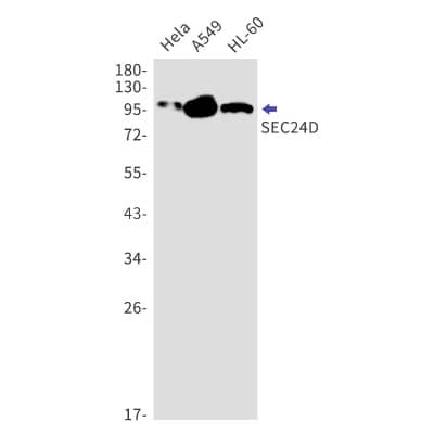 Western Blot: SEC24D Antibody (S01-5G5) [NBP3-19915]