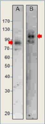 Western Blot: SEC24D Antibody [NBP3-12267]