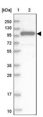 Western Blot: SEC3 Antibody [NBP1-89957]