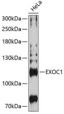 Western Blot: SEC3 AntibodyAzide and BSA Free [NBP2-94814]