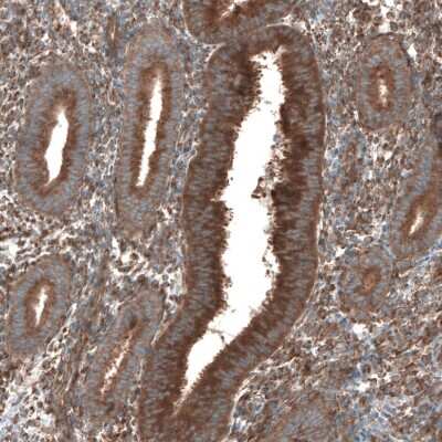 Immunohistochemistry-Paraffin: SEC31A Antibody [NBP1-89301]