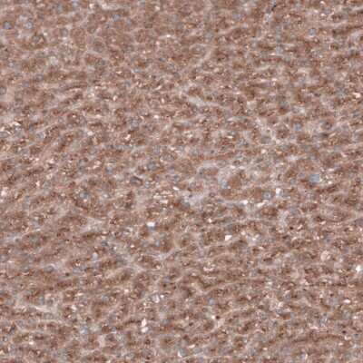 Immunohistochemistry-Paraffin: SEC31A Antibody [NBP1-89301]