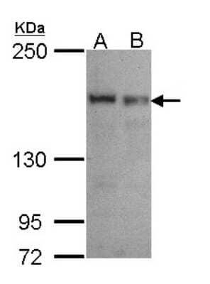 Western Blot: SEC31A Antibody [NBP1-31874]