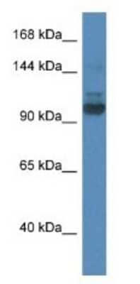 Western Blot: SEC31A Antibody [NBP1-79575]