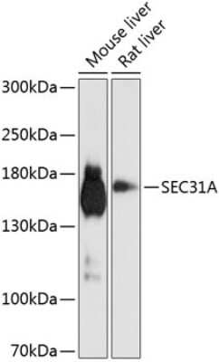 Western Blot: SEC31A AntibodyAzide and BSA Free [NBP2-93172]