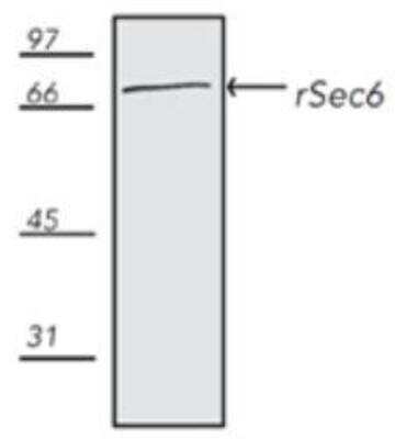 Western Blot: SEC6 Antibody (9H5) [NBP1-97500]