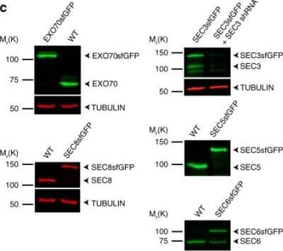 Western Blot: SEC6 Antibody (9H5) [NBP1-97500]