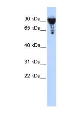 Western Blot: SEC6 Antibody [NBP1-55109]