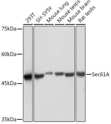 Western Blot: SEC61A Antibody (9W7I3) [NBP3-16599]